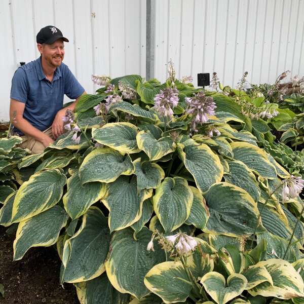 SHADOWLAND® 'Gigantosaurus' <em>Hosta</em>