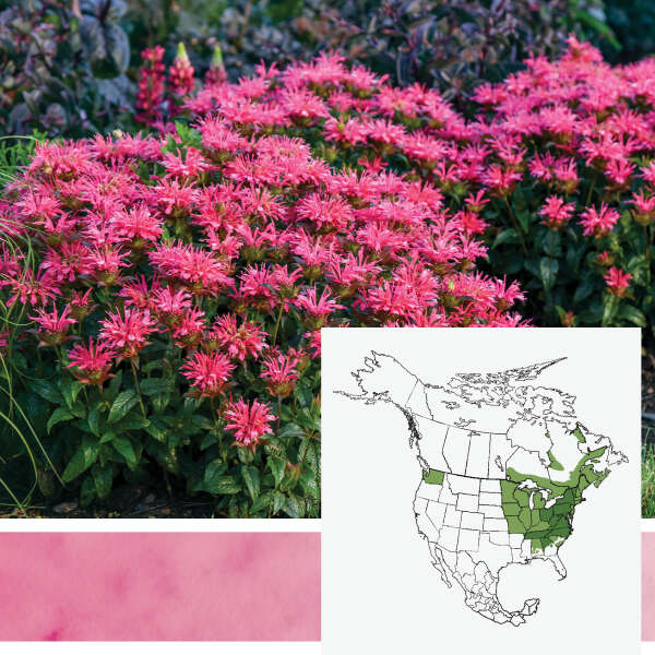 Pardon My <em>Monarda didyma</em>