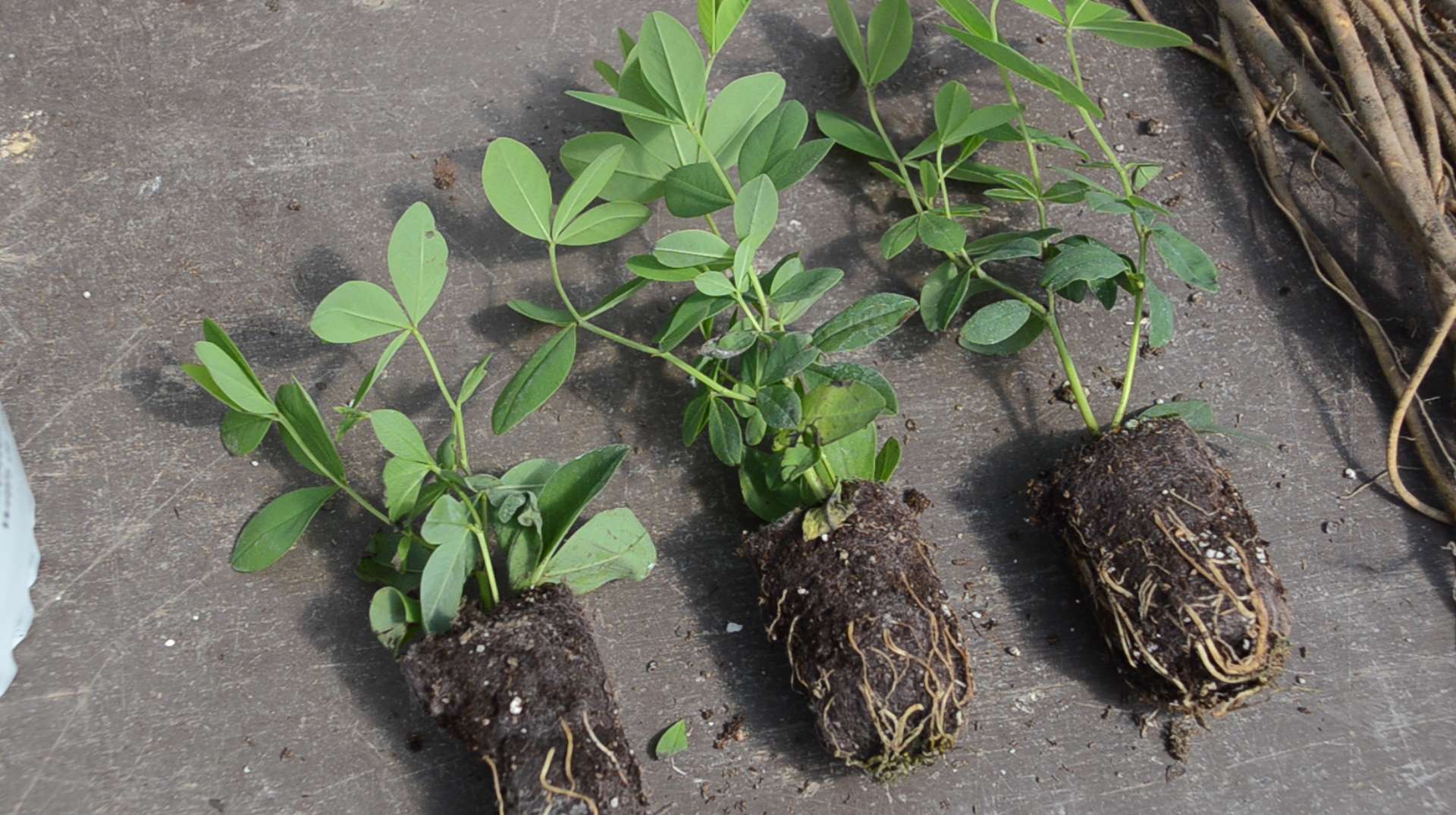 Baptisia Grower Tips