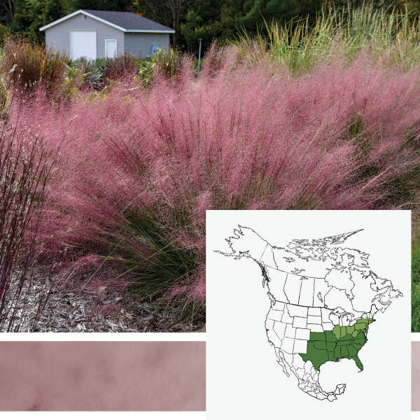 PRAIRIE WINDS&reg; 'Candy Floss' <em>Muhlenbergia capillaris</em>