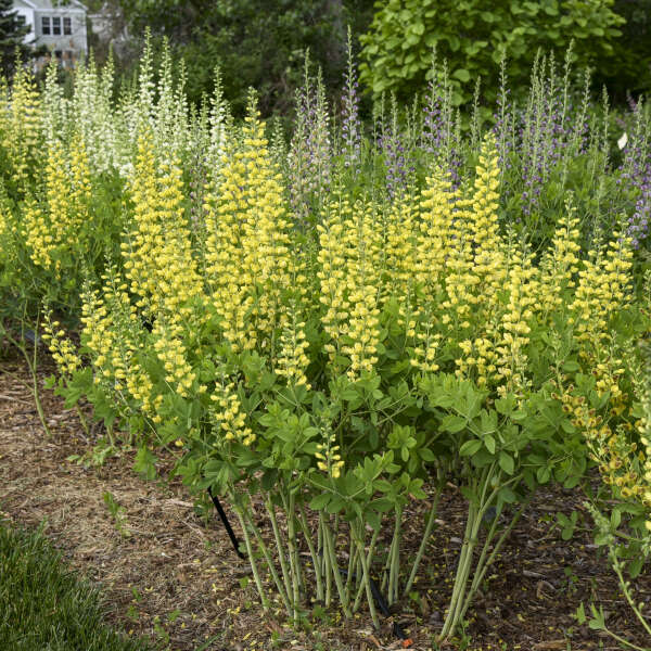 DECADENCE&reg; DELUXE 'Lemon Smoothie' <em>Baptisia</em>