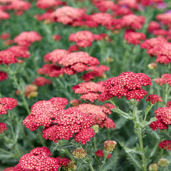 'Firefly Red Pop' <em>Achillea</em>