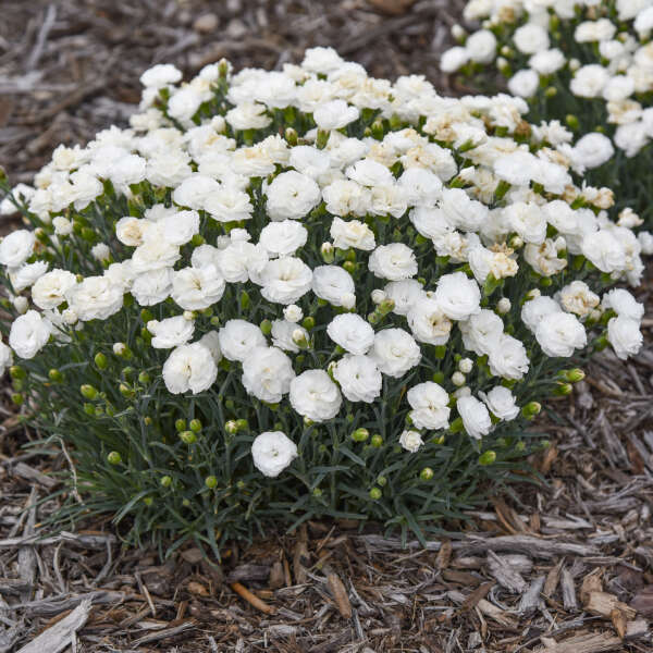 FRUIT PUNCH&reg; 'Whipped Cream' <em>Dianthus</em>