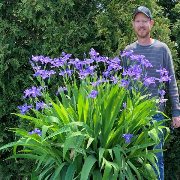 <em>Iris ampliflora</em> 'Ming Treasure'