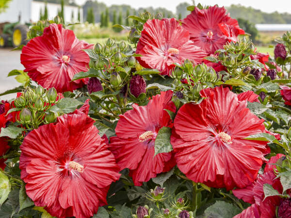 Upcoming Proven Winners® Perennials for 2025-2026