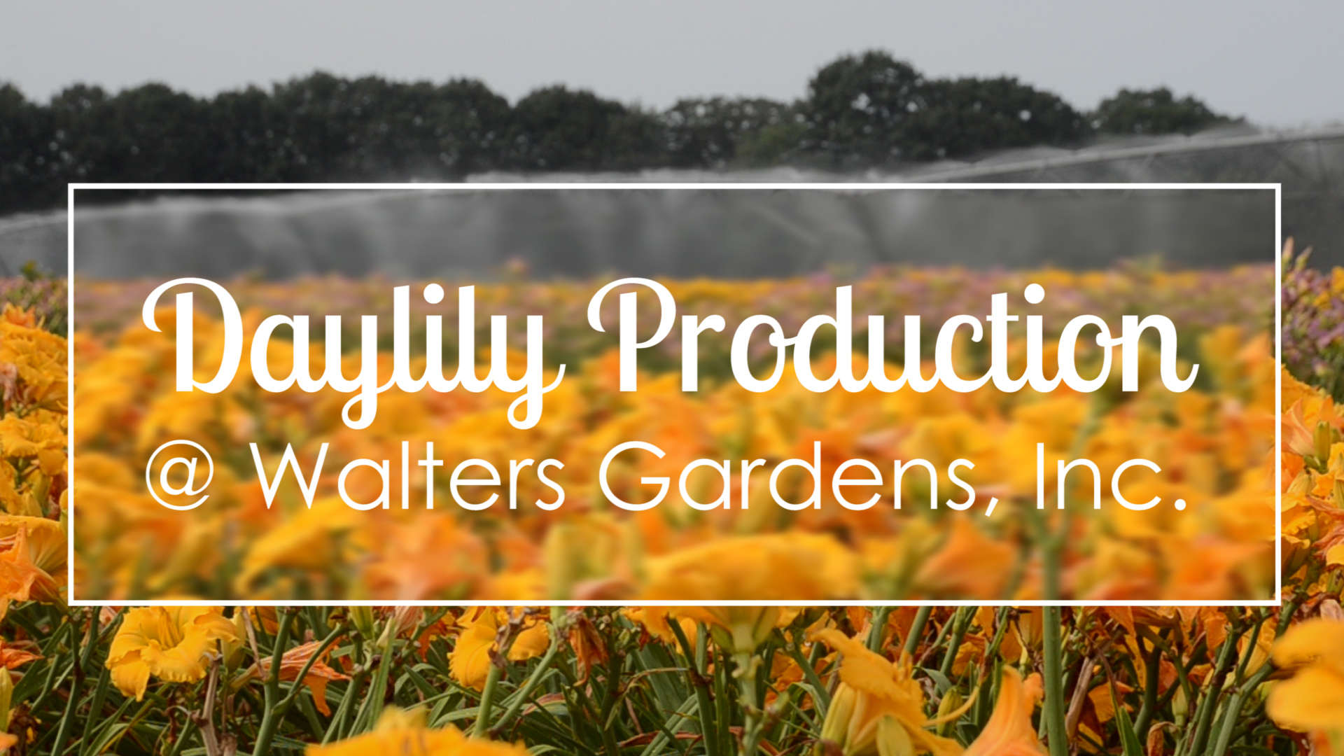 Daylily Field Production