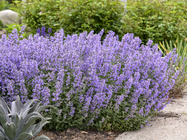 Proven Winners® Landscape Perennial of the Year