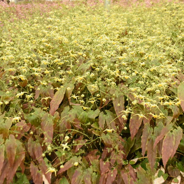 'Woodland Elf' <em>Epimedium</em>