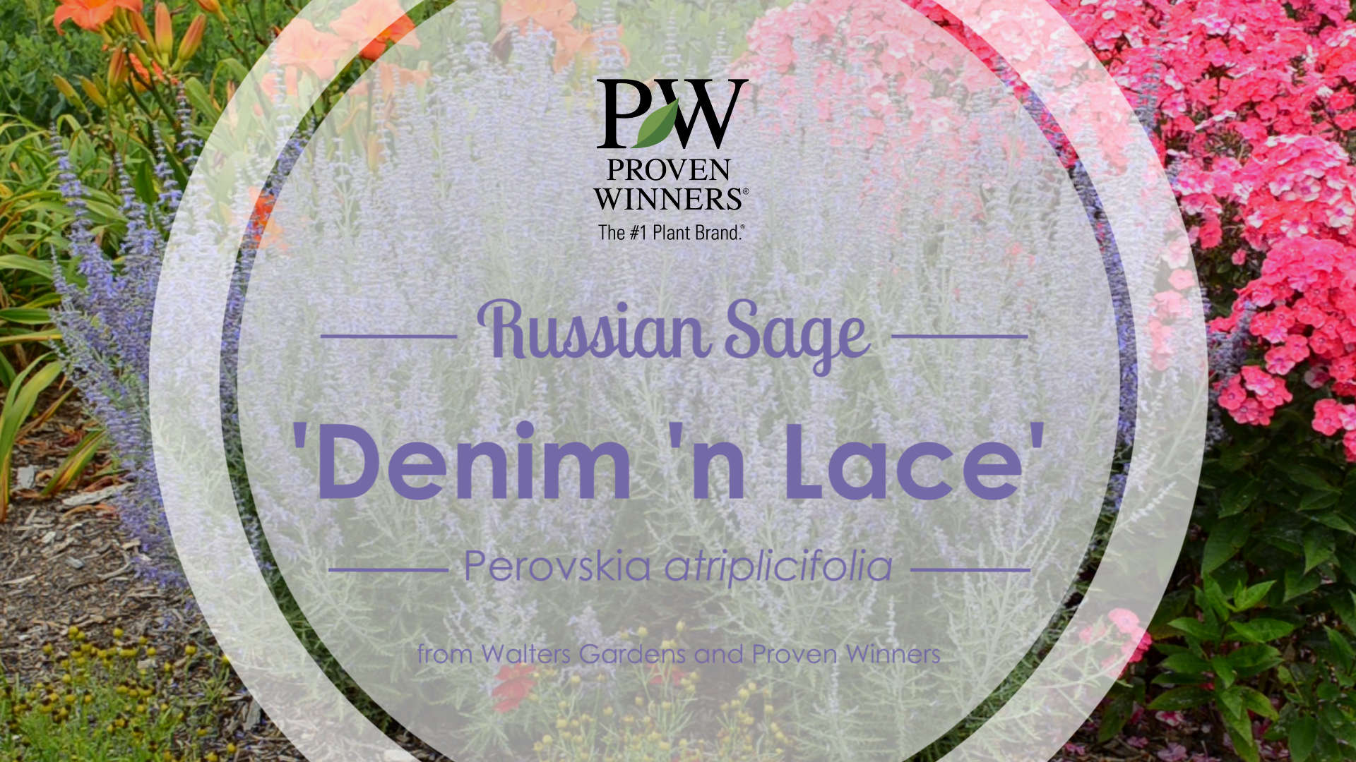 Perovskia 'Denim 'n Lace' Russian Sage