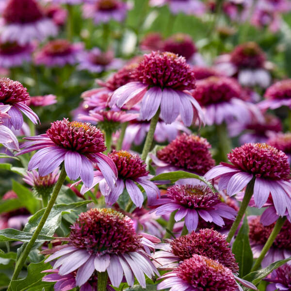 DOUBLE CODED® 'Everything's Rosy' <em>Echinacea</em>