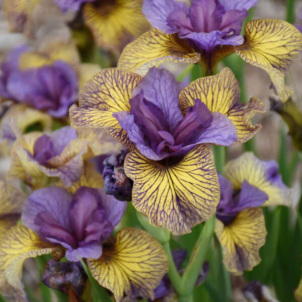 <em>Iris sibirica</em> 'Purring Tiger'